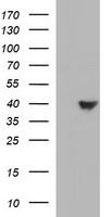HAUS7 Antibody
