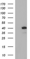UCHL5IP Antibody
