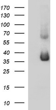 SCAMP2 Antibody