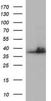 SCAMP2 Antibody