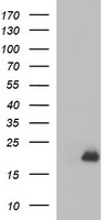 HRASLS3 Antibody