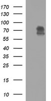 MADCAM1 Antibody