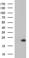 HRASLS3 Antibody