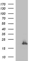 HRASLS3 Antibody
