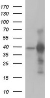 UPRT Antibody