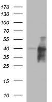 UPRT Antibody