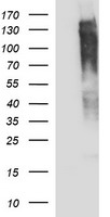 RAPGEF1 Antibody