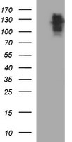 GRF2 Antibody