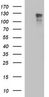GRF2 Antibody