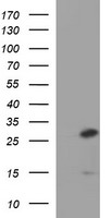 Placental lactogen Antibody