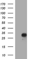 Placental lactogen Antibody