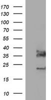 Synaptophysin Antibody