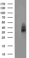 Synaptophysin Antibody