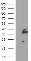 Synaptophysin Antibody