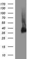 Synaptophysin Antibody