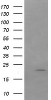 Apc11 Antibody