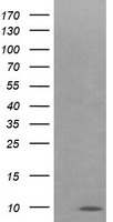 COX6C Antibody