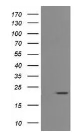 CD3E Antibody