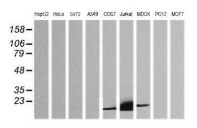 CD3E Antibody