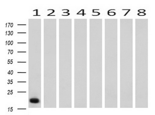 CD3E Antibody