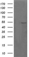 Parvin alpha Antibody