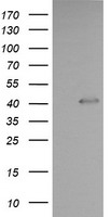 Parvin alpha Antibody