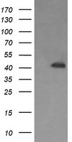Parvin alpha Antibody