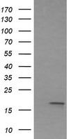 IL36G Antibody