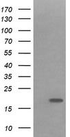 IL36G Antibody