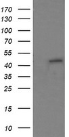 RNF39 Antibody