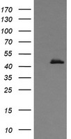 CALR3 Antibody