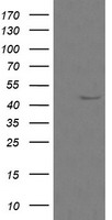 CALR3 Antibody