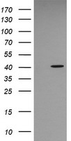SAPK4 Antibody