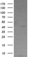 RSAD2 Antibody