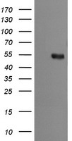 MDMX Antibody