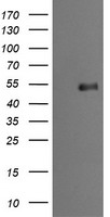 MDMX Antibody