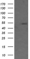 MDMX Antibody