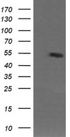 MDMX Antibody