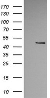 TRMU Antibody