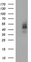 CDC123 Antibody