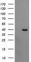 CDC123 Antibody