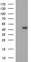 C10orf7 Antibody