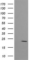 p21 Ras Antibody