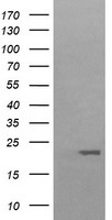 p21 Ras Antibody