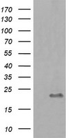 p21 Ras Antibody
