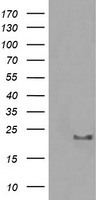 p21 Ras Antibody