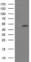 MYBPH Antibody
