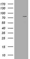 POGK Antibody