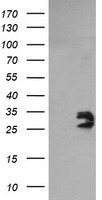 NIPSNAP2 Antibody
