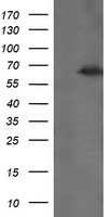 HTF9C Antibody